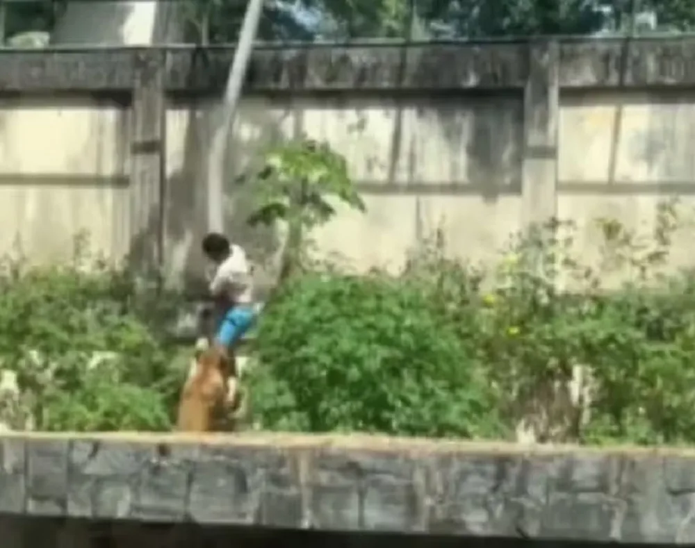Homem morre ao invadir jaula de leoa em zoológico de João Pessoa (PB)