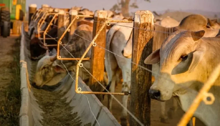 Rondônia impressiona o país com força do rebanho bovino e liderança no agronegócio