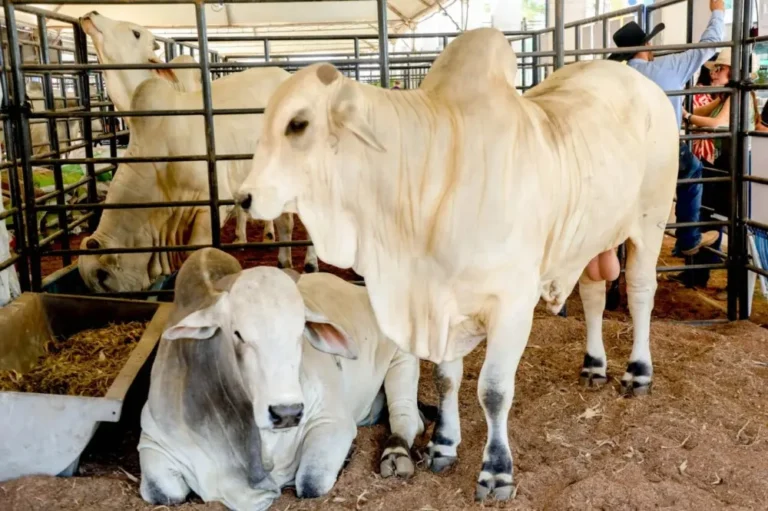 Governo de Rondônia reduz ICMS do gado para fortalecer cadeia da carne e ampliar competitividade do setor