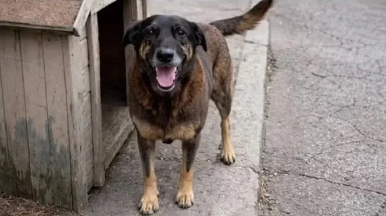 Decreto ‘Cão Orelha’ endurece penas para maus-tratos aos animais e tem multa de até R$ 1 milhão
