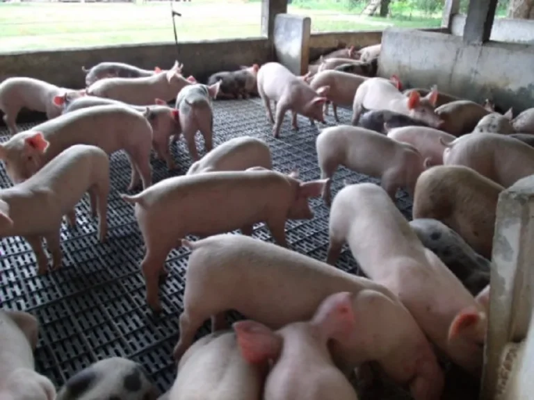 Rondônia viabiliza produção de suínos com foco em mercado e exportação